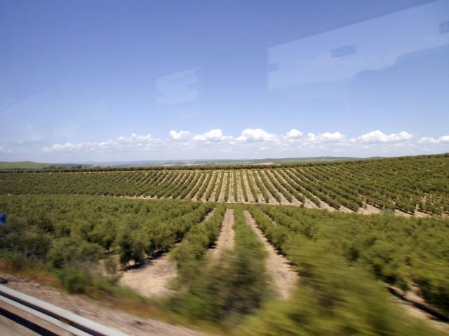 704 cordoba anfahrt olivenhaine